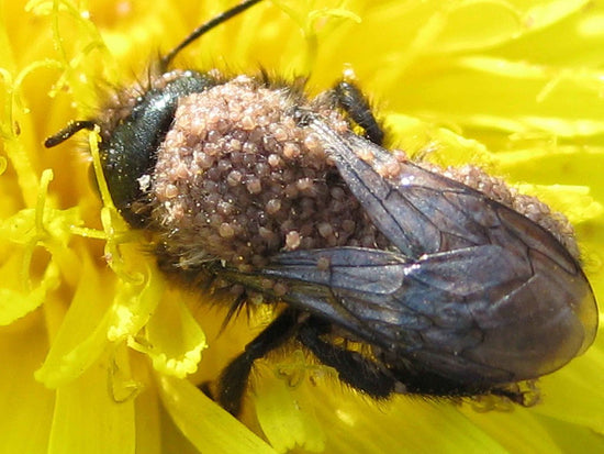 A bee covered in pollen mites.