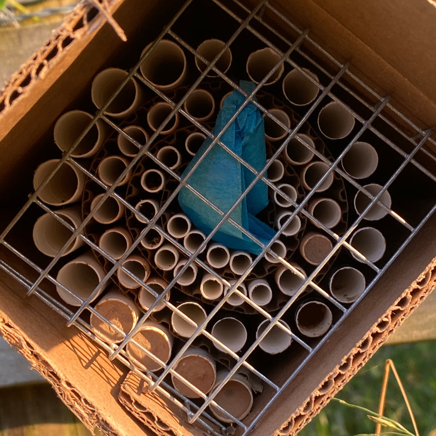 Several nesting tubes in a Beestra have been sealed with mud by a mason bee.