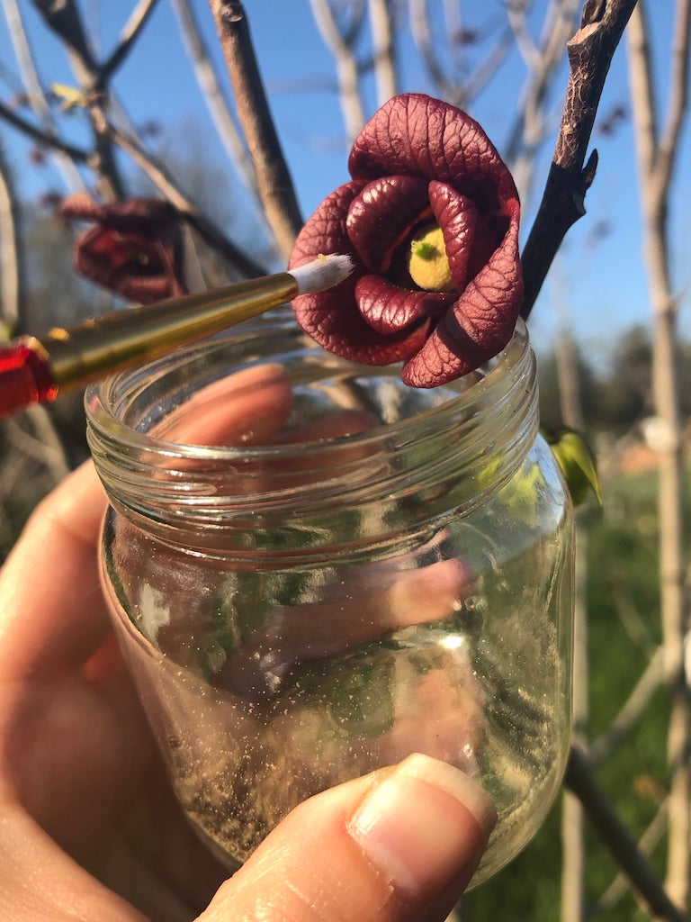 A pawpaw blossom in our orchard being lovingly pollinated by hand