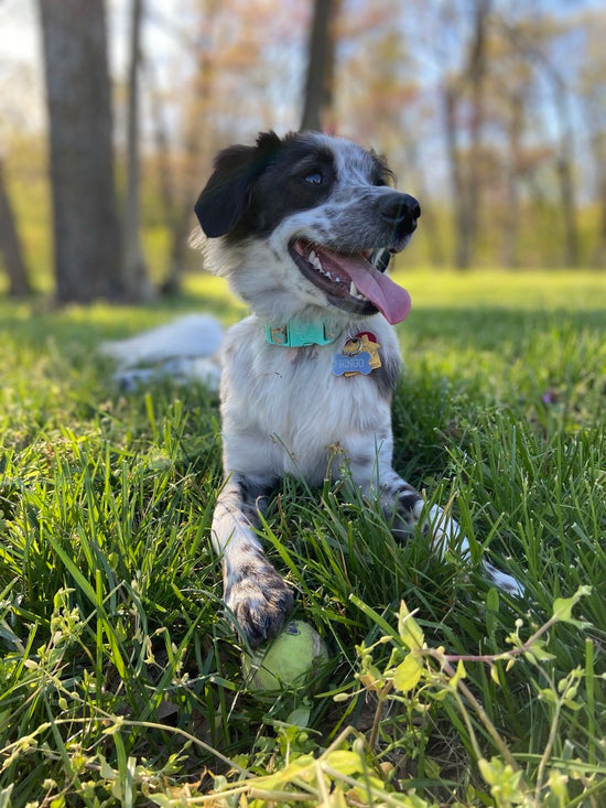 Bee enthusiast dog Bingo looking happy with his paw on his favorite squeaky ball