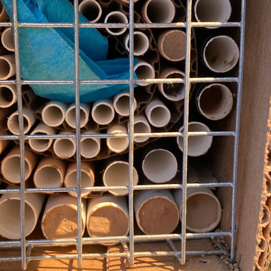 Close-up of the protective screen covering the front of a Beestra