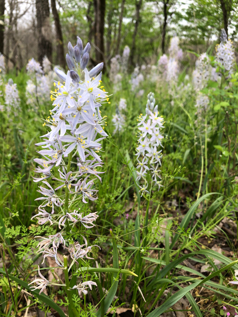 Wildflowers waiting for pollinators to visit