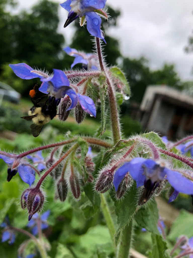 A bumblebee collecting pollen on some lovely blue borage in the herb garden